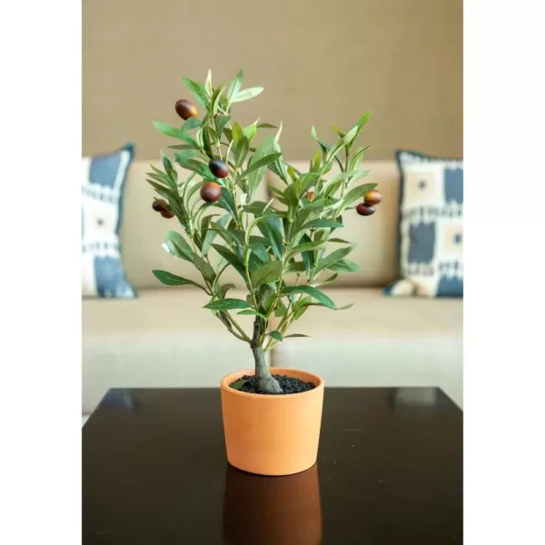 Flora Bunda 18 in. Olive Tree in 4.5 in. Orange Terracotta Clay Pot