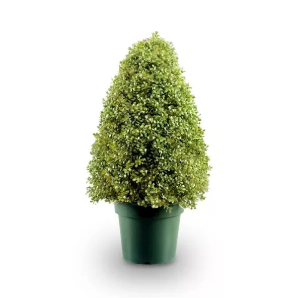 National Tree Company 3 ft. Boxwood Tree in Dark Green Round Plastic Urn